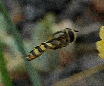 Eupeodes corollae